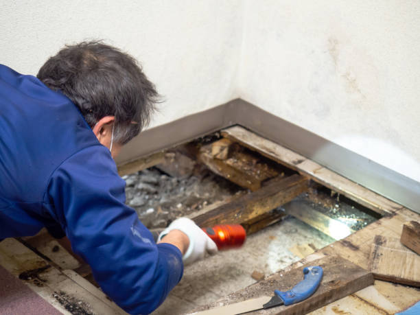 Best Attic Mold Remediation in Monrovia, MD