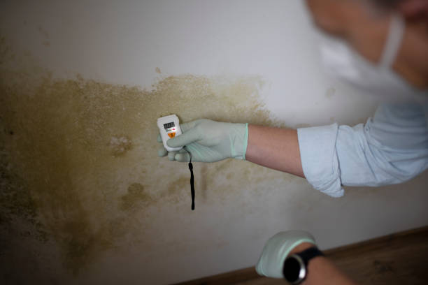 Best Insurance-Related Mold Remediation in Monrovia, MD