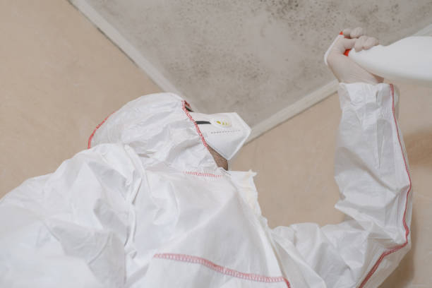 Best Basement Mold Remediation in Monrovia, MD