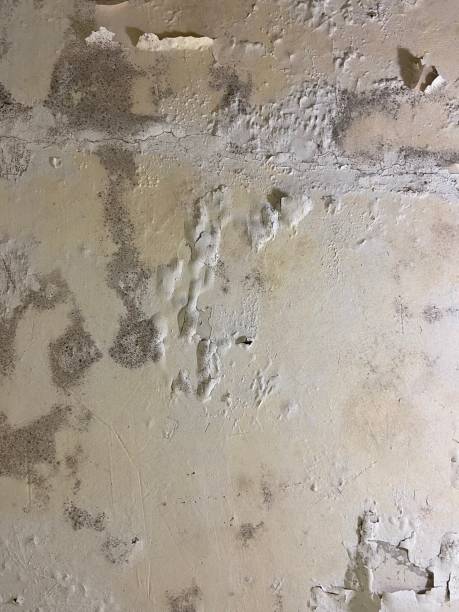 Best Mold Remediation for Specific Building Types in Monrovia, MD