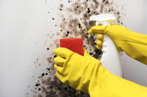 Best Emergency Mold Remediation in Monrovia, MD