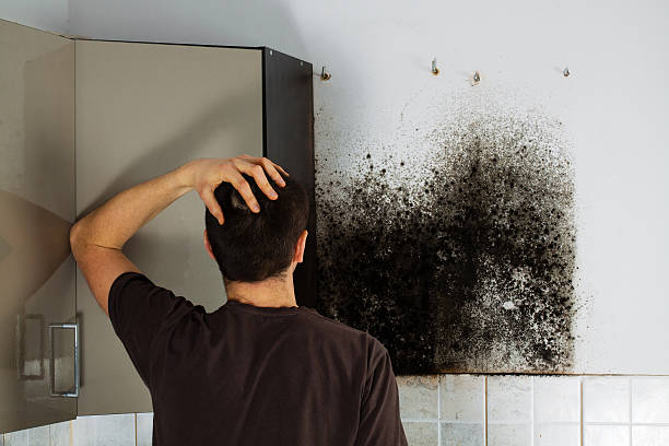 Professional Mold Remediation in Monrovia, MD